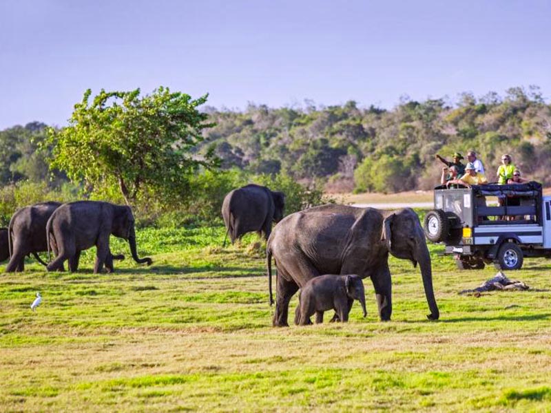 Minneriya National Park