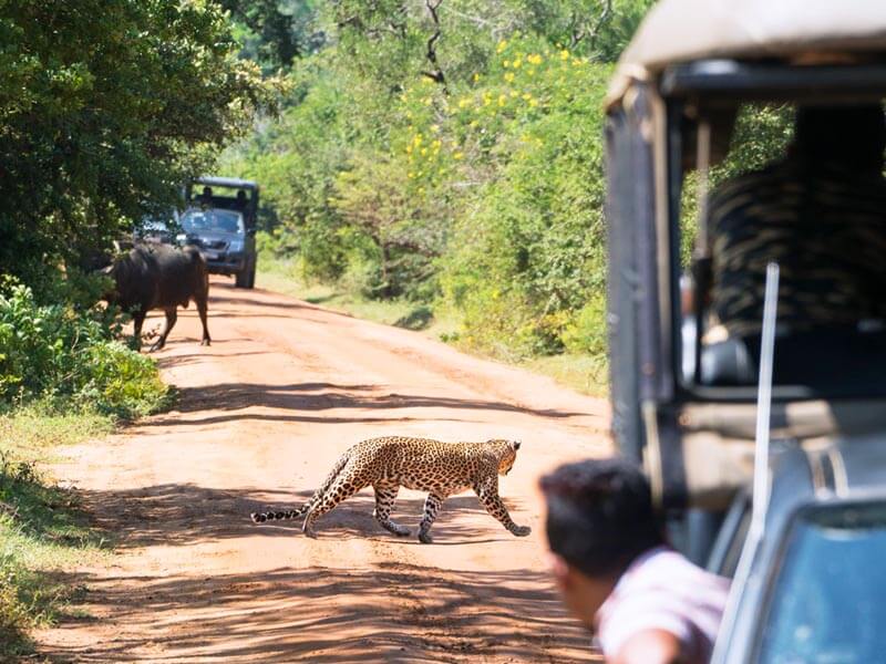 Yala National Park Leopard